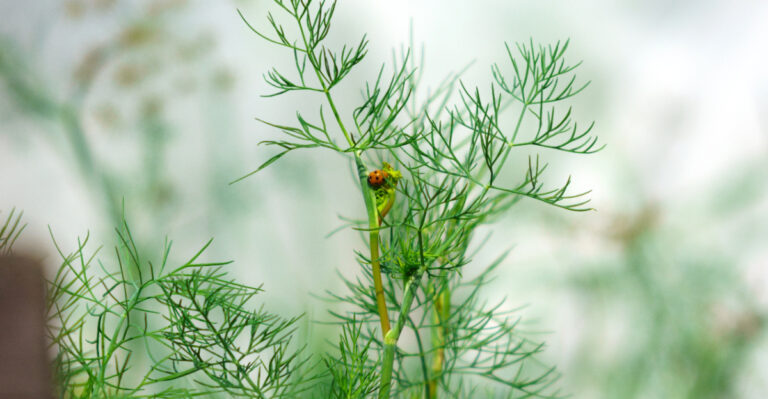 ladybug on dill