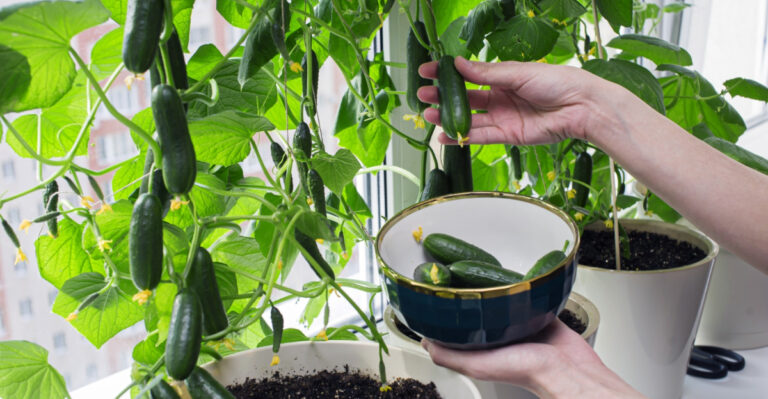 These 8 Plants Are Quietly Ruining Your Virginia Cucumber Crop