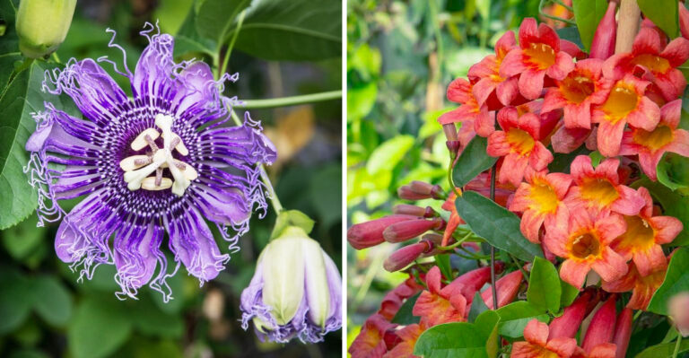 These 8 Plants Can Replace Japanese Honeysuckle In Georgia Gardens