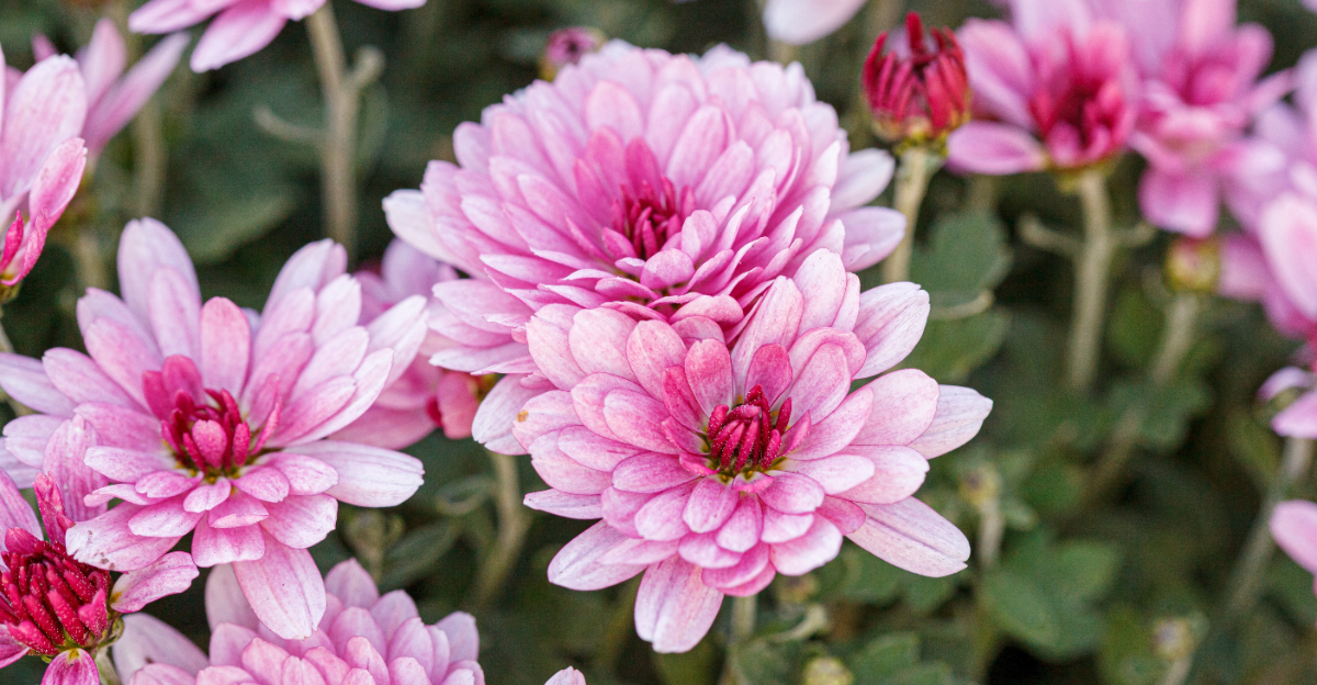 chrysanthemums