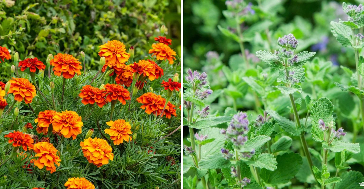 marigolds and catnip