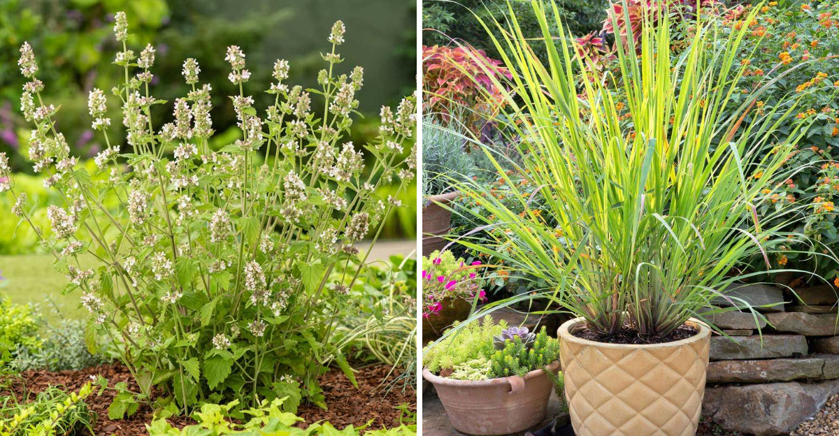 catnip and lemongrass