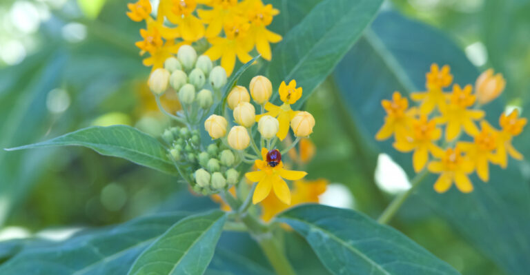 plant (featured image)