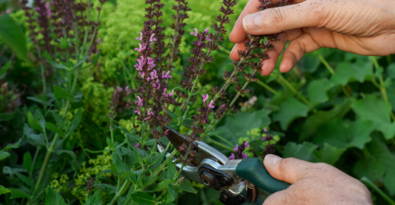 These 9 Oregon Garden Plants Need A Light Trim In May For Better Blooms Later