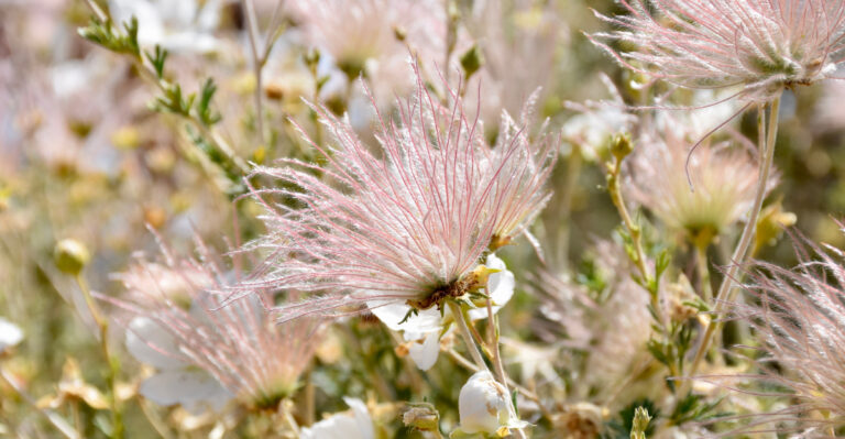 These 9 Plants Help California Gardeners Cut Back On Water Use