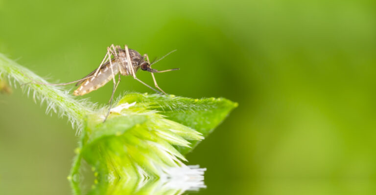 These 9 Plants Will Keep Mosquitoes Away From Your Illinois Patio