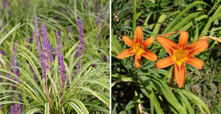 liriope and daylily