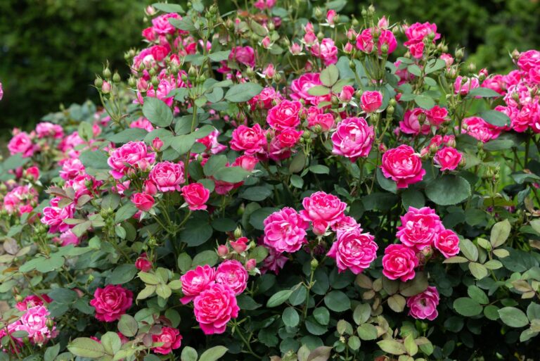 knock out roses