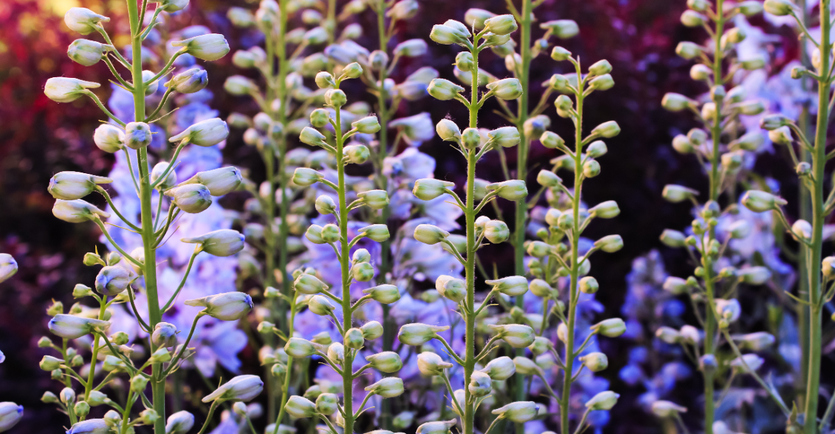 Baptisia australis