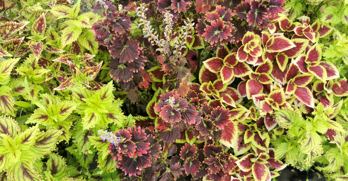 coleus