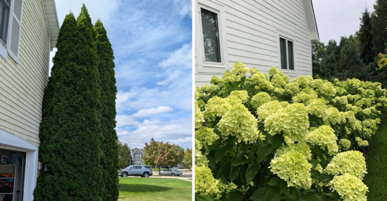 These Are The 7 Shrubs Michigan Gardeners Regret Planting Near Their Foundation