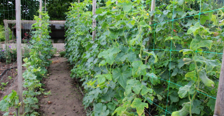 cucumber trellis