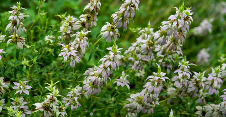 thick cluster of the flower spikes of Monarda punctata