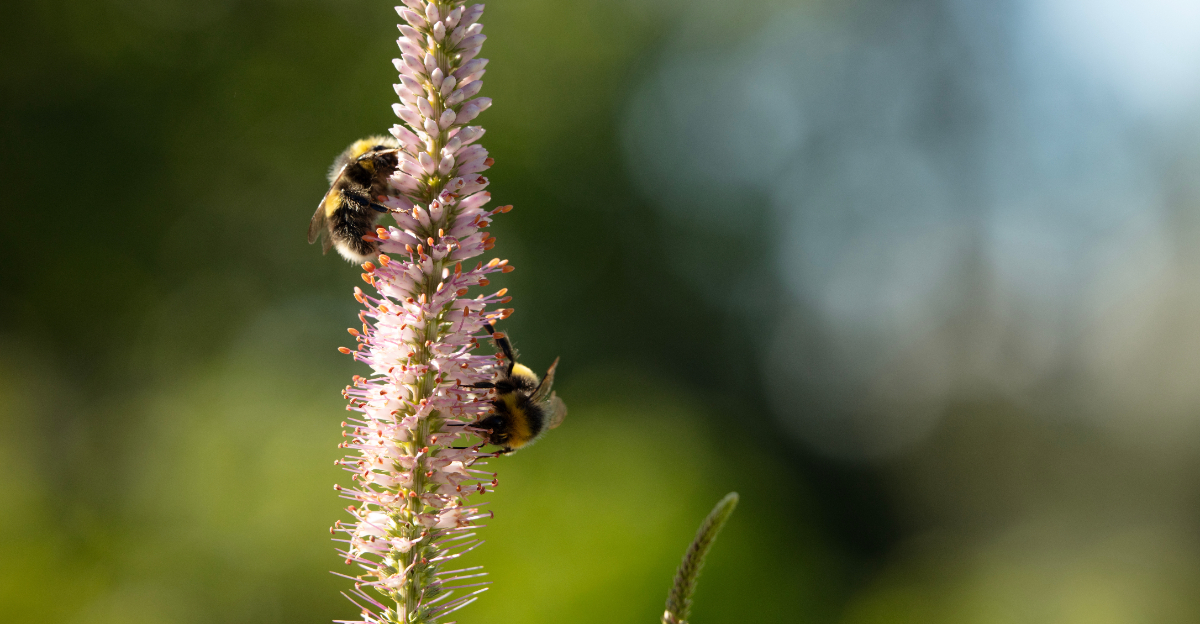 bee sucks nectar from a Culver's root