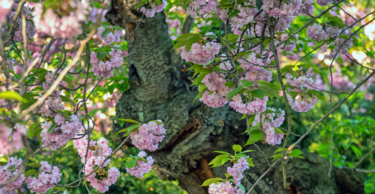 These Are The 8 Native Pennsylvania Plants To Grow Instead Of Bradford Pear