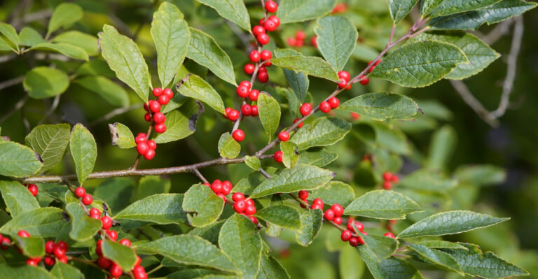 These Are The 8 Native Pennsylvania Plants To Grow Instead Of Butterfly Bush