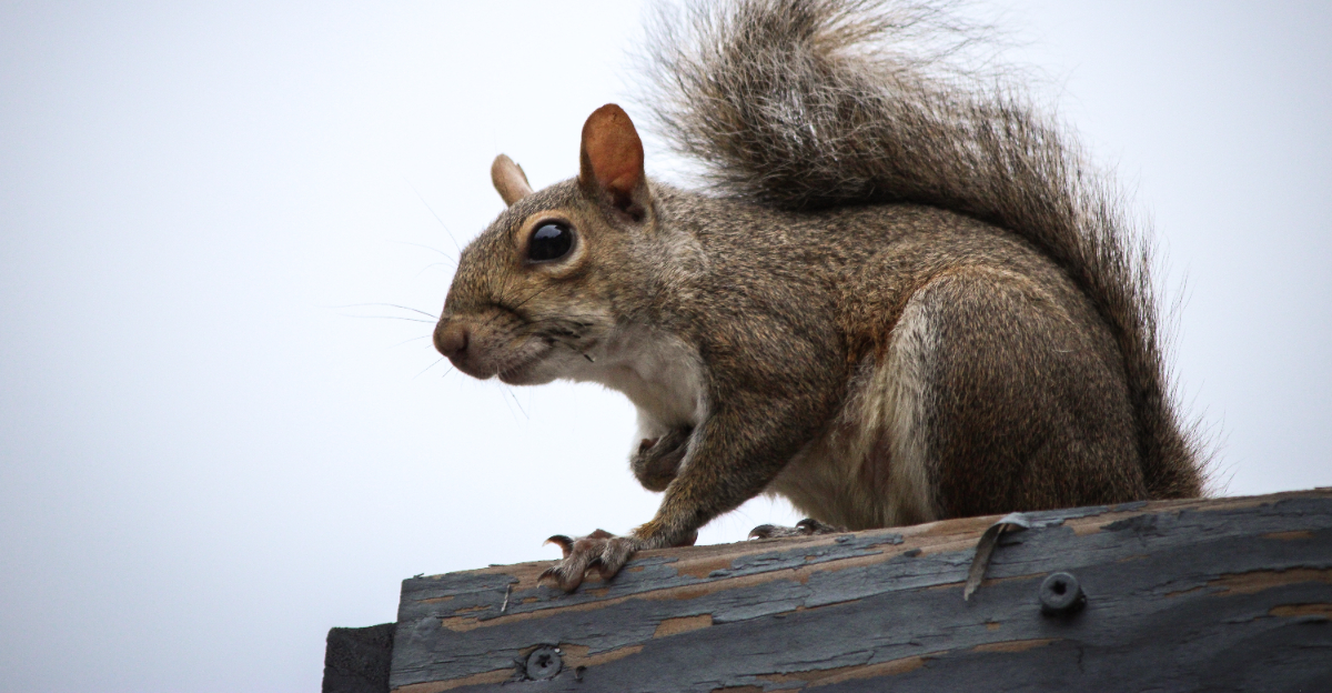 squirrel