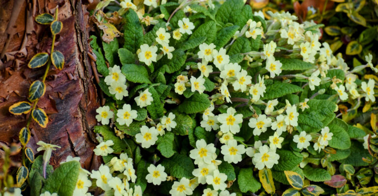 These Are The 9 Easy Flowers To Plant Around Trees In Oregon