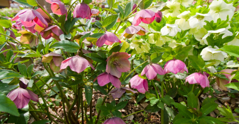 These Are The 9 Easy Flowers To Plant Around Trees In Pennsylvania