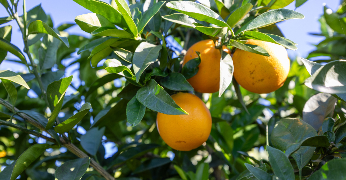 citrus tree (featured image)