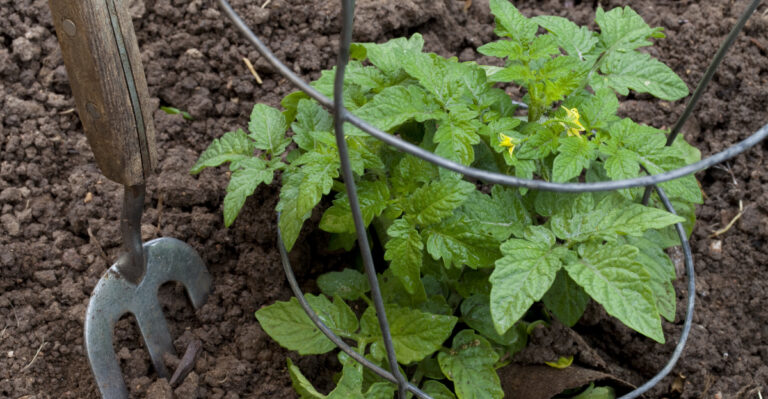 tomatoes (featured image)
