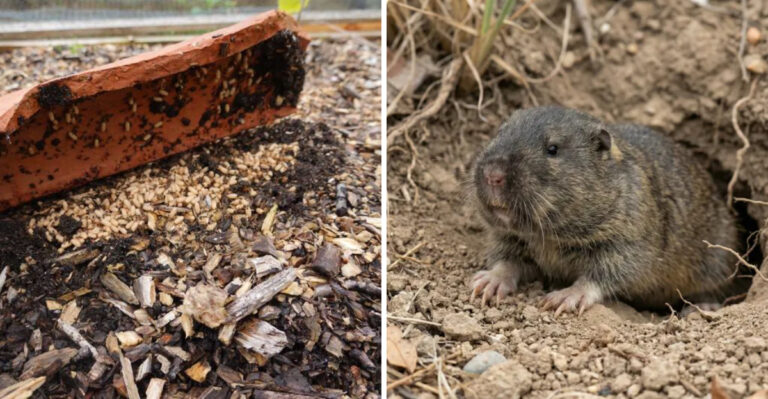 These Are The Arizona Yard Mistakes That Make Pest Problems Explode After The First Monsoon Storm