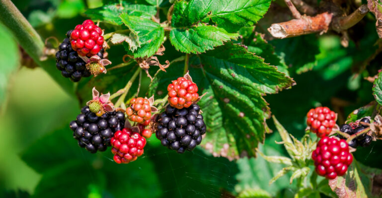 These Are The Best Berry Plants To Grow In Pots In California