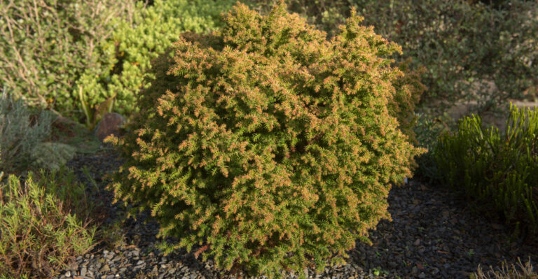 evergreen shrub