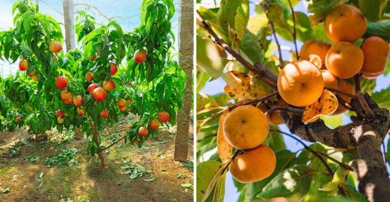 These Are The Best Fruit Trees For Small California Backyards