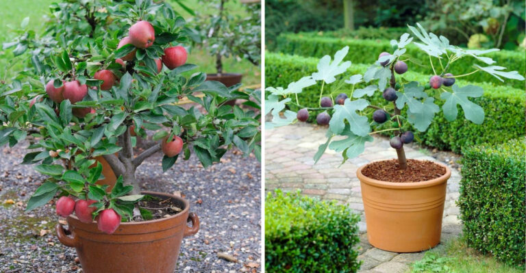 These Are The Best Fruit Trees Pennsylvania Gardeners Can Grow In Pots