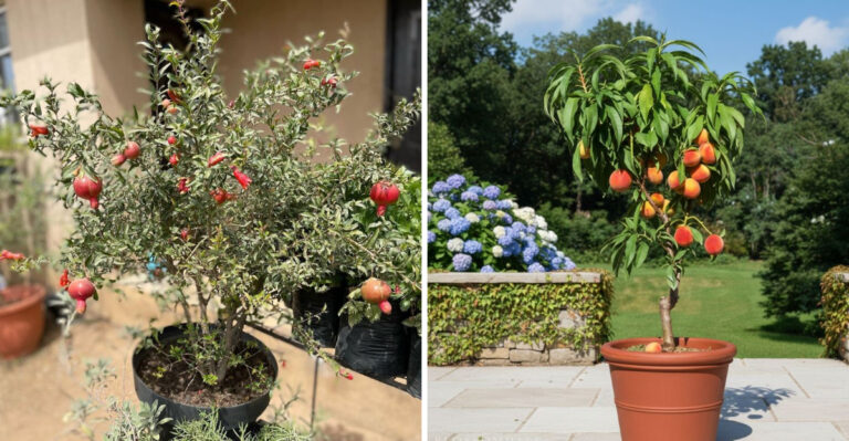 pomegranate and peach tree in container