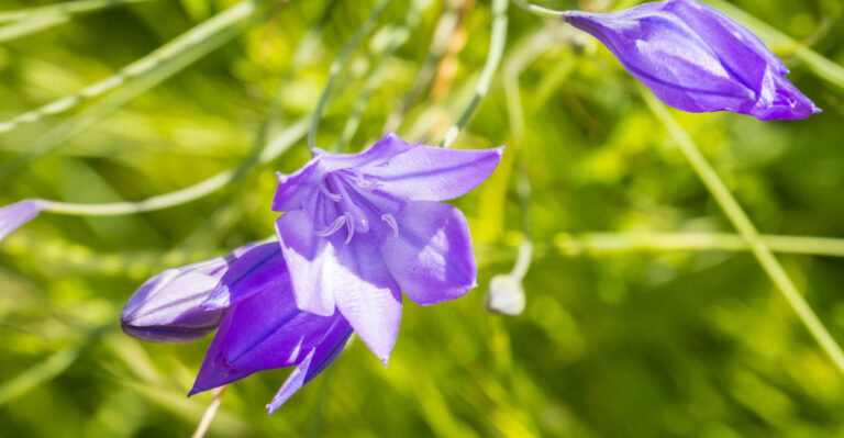 These Are The Best Native Plants To Grow In Pots In California