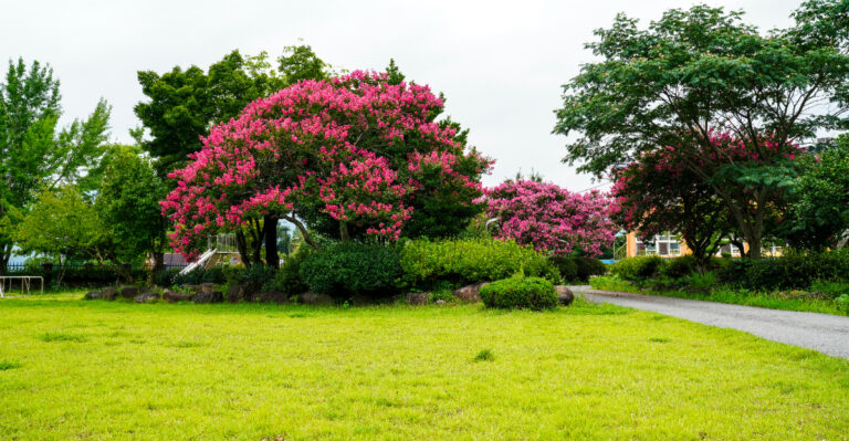 crepe myrtle