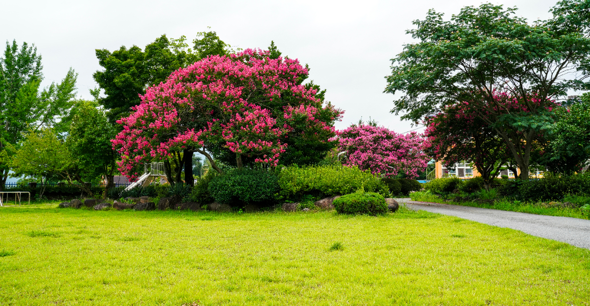 crepe myrtle