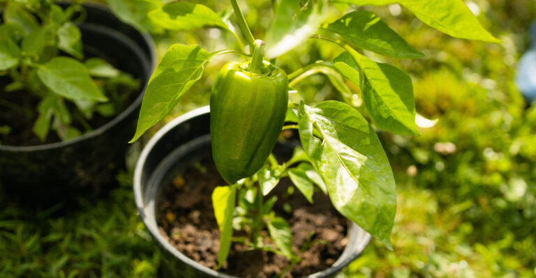 These Are The Best Vegetable Plants To Grow In Pots In California