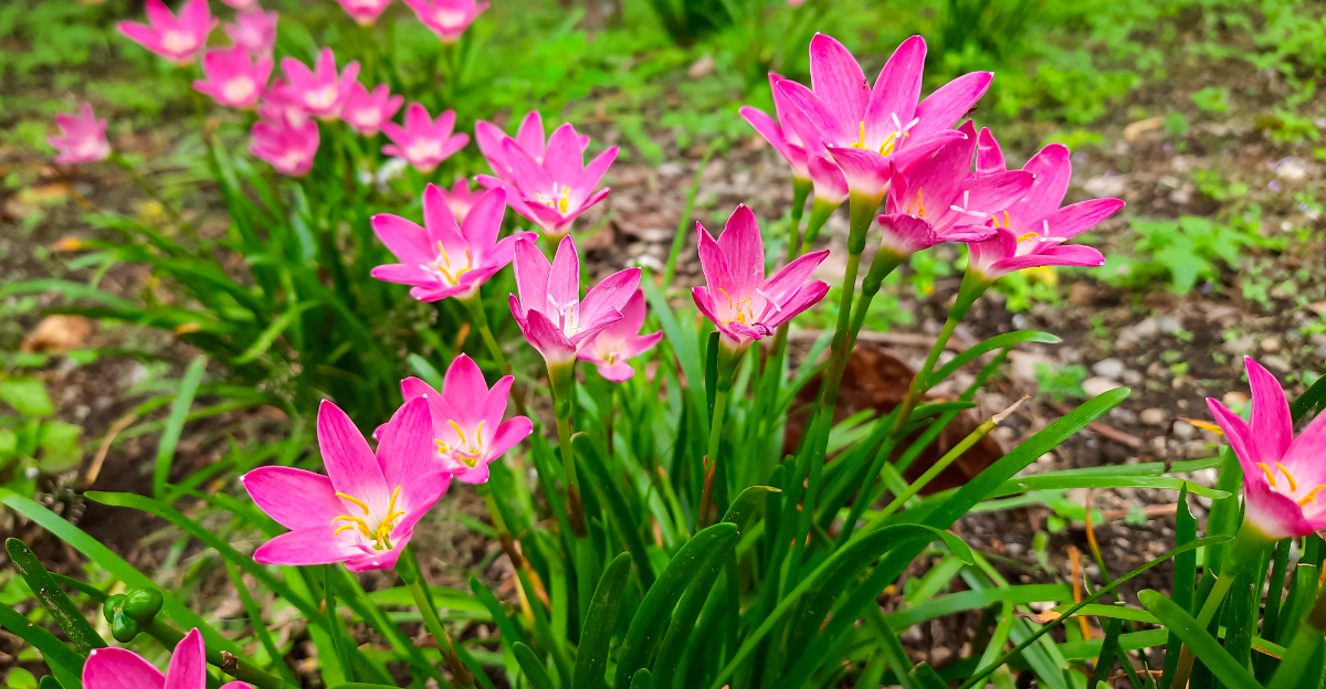 pink flowers