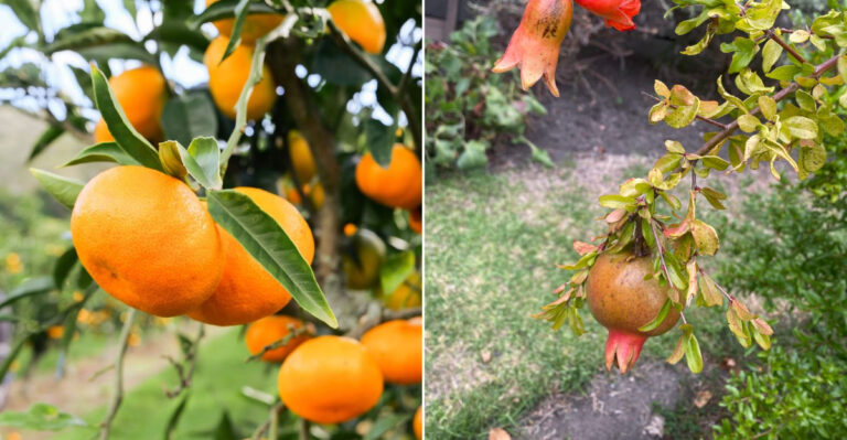 These Are The California Fruit Trees You Should Be Fertilizing Right Now