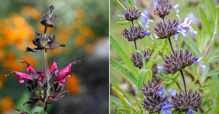 These Are The California Native Salvias Every Dry Garden Should Have This Summer