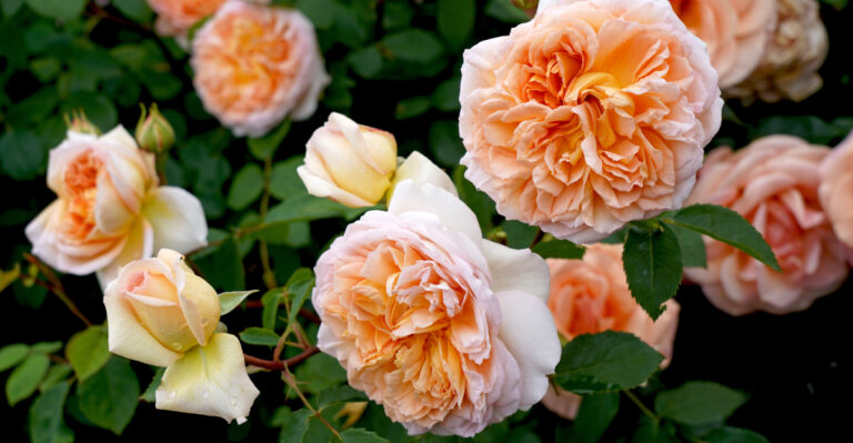These Are The Climbing Roses Oregon Gardeners Are Training Along Fences This Season