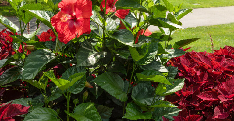 coleus and hibiscus