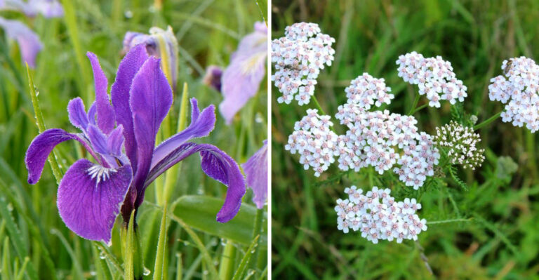 These Are The Drought-Tolerant Oregon Native Plants That Handle Dry Summers Alone