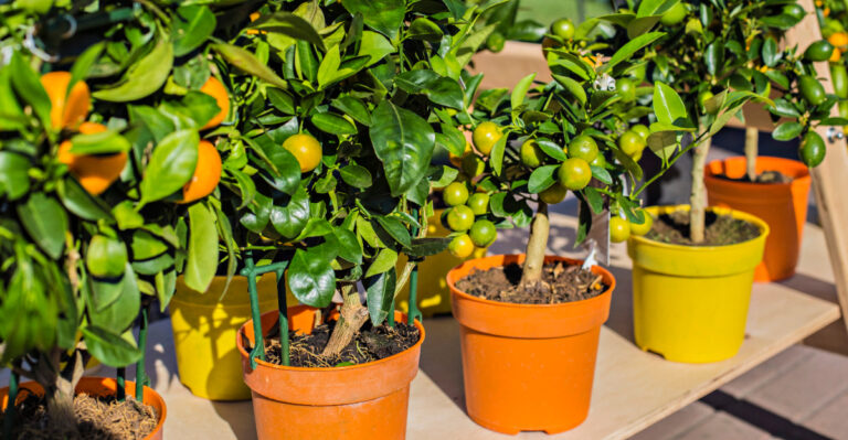 These Are The Dwarf Fruit Trees California Gardeners Are Growing On Patios