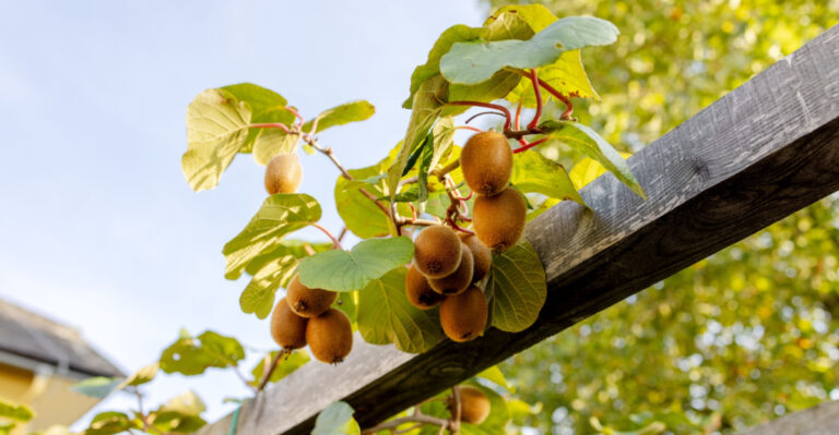 These Are The Edible Plants Oregon Homeowners Are Growing Along Their Fence Lines