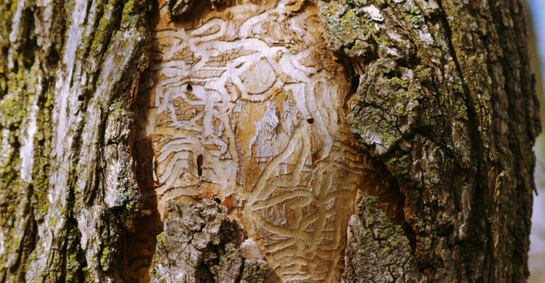 These Are The Emerald Ash Borer Warning Signs Oregon Homeowners Should Know Before It’s Too Late