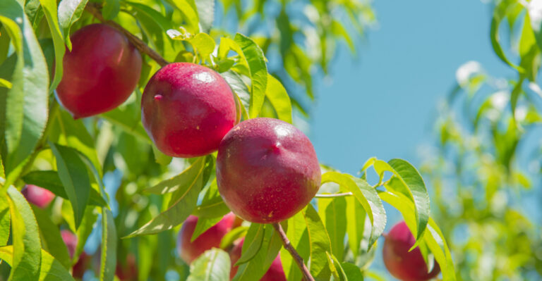 These Are The Fastest Growing Fruit Trees You Can Plant In California