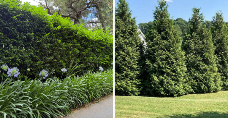 These Are The Fastest Growing Hedges Oregon Homeowners Are Planting For Privacy
