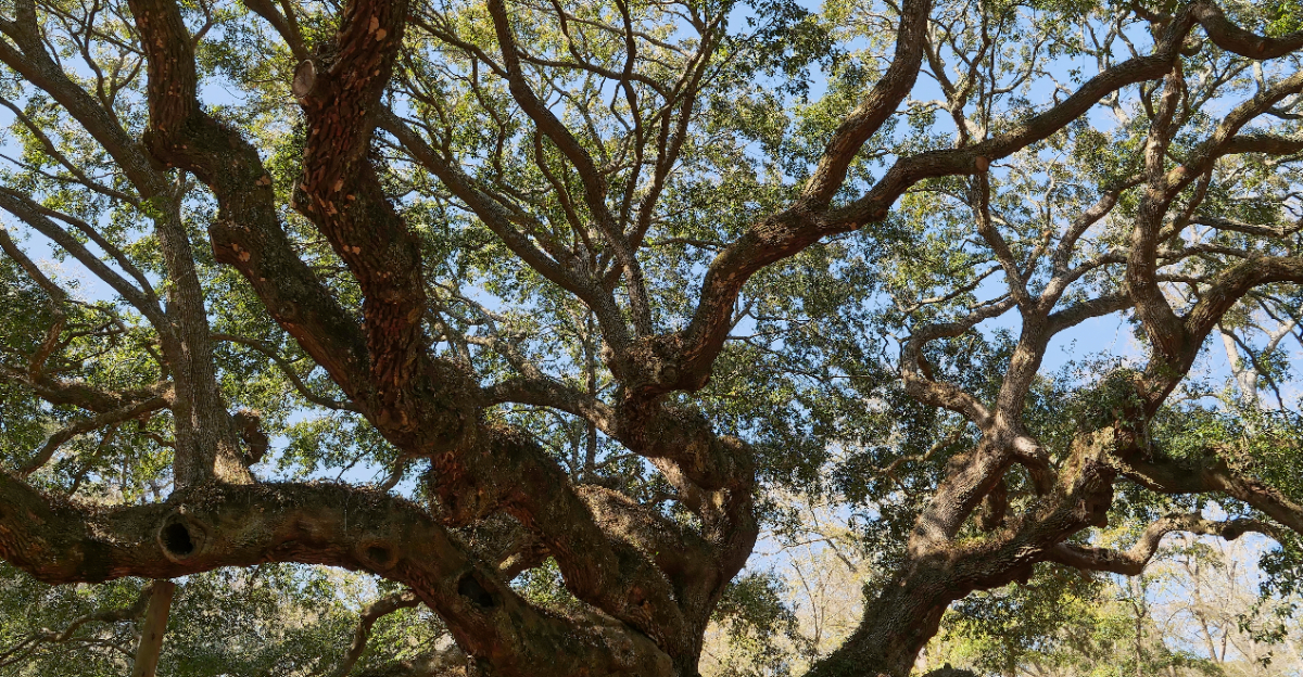 live oak