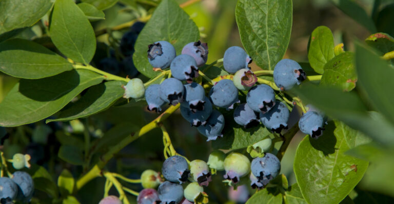 native florida blueberry