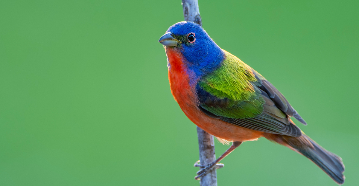 painted bunting
