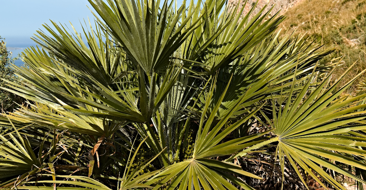 sabal minor